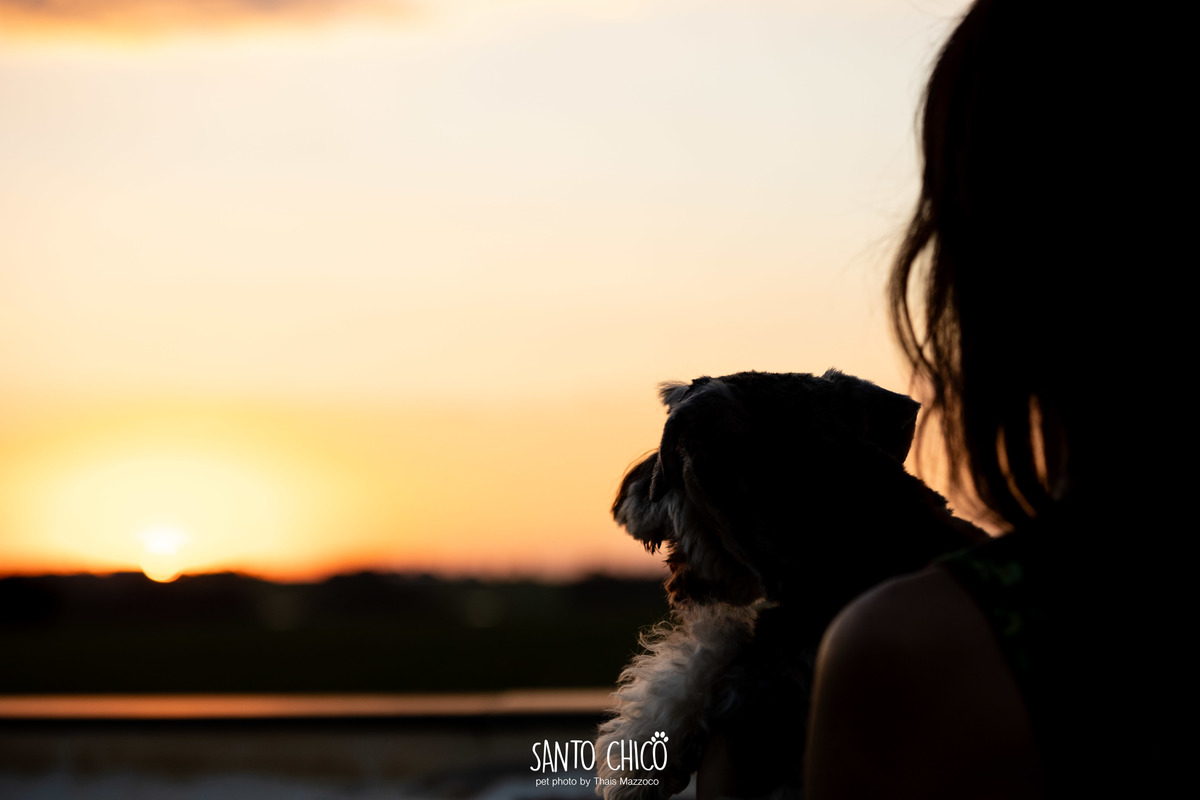 ensaio pet externo - schnauzer -  holambra - macena flores - santo chico fotografia pet - campo de flores