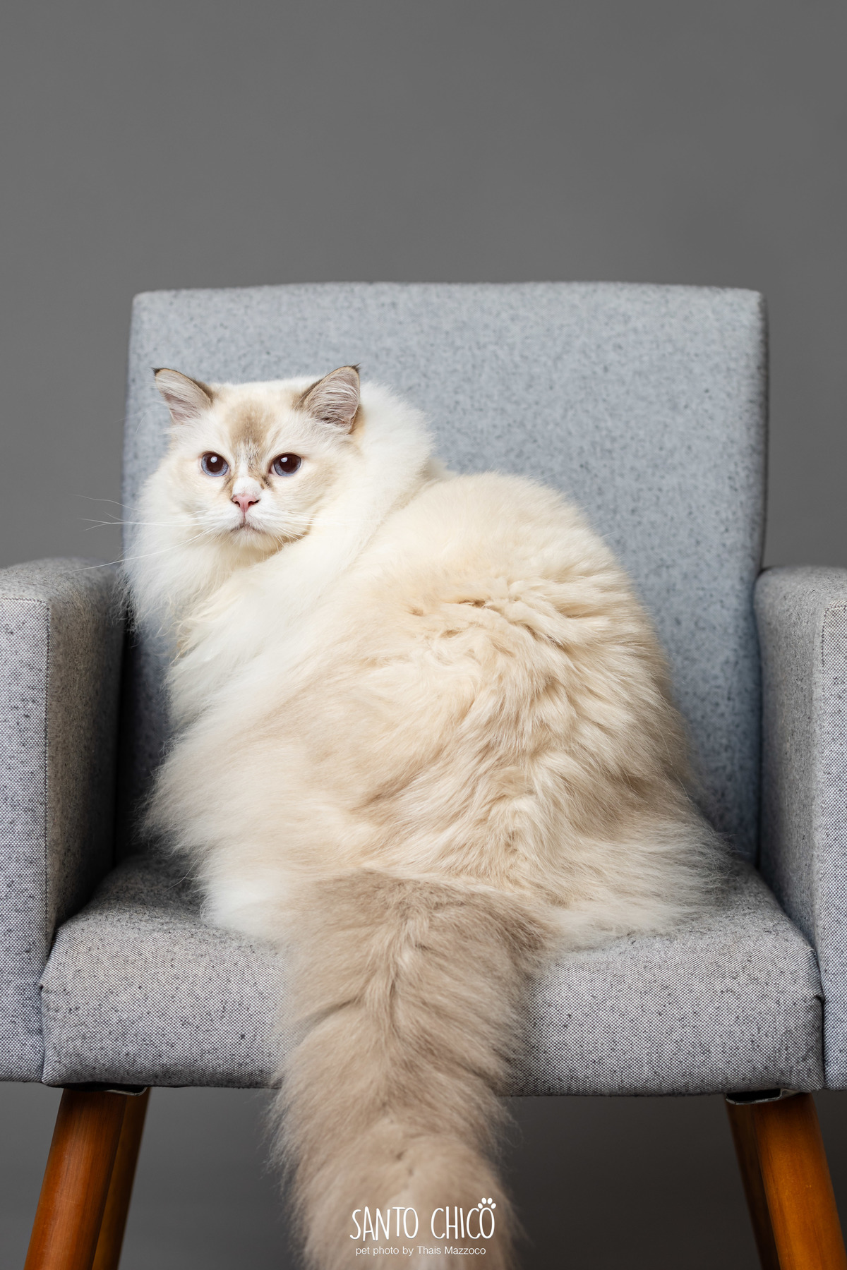 familia com pet, gatos, ragdoll, felinos, ensaio pet, estudio pet, campinas, thais mazzoco
