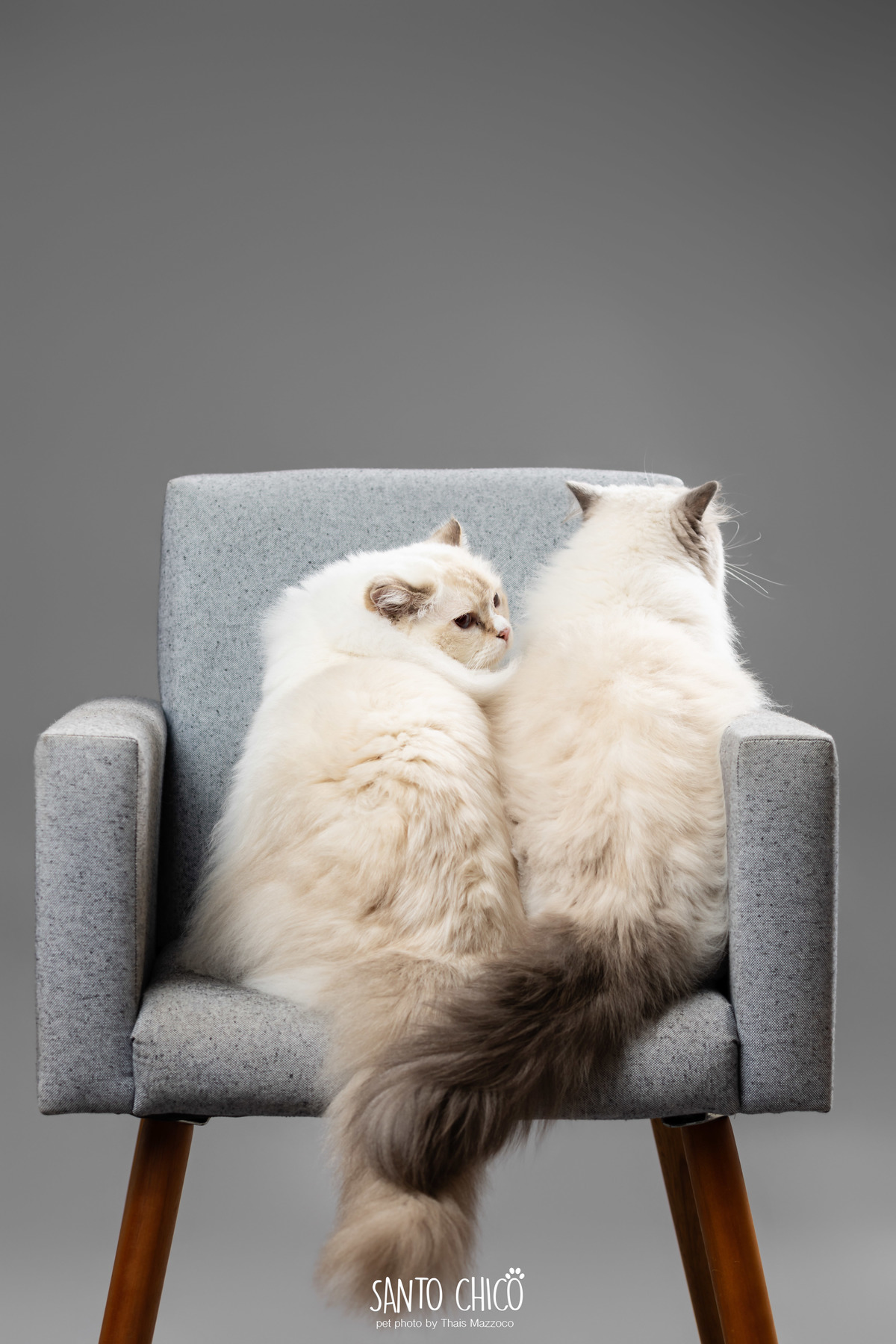 familia com pet, gatos, ragdoll, felinos, ensaio pet, estudio pet, campinas, thais mazzoco