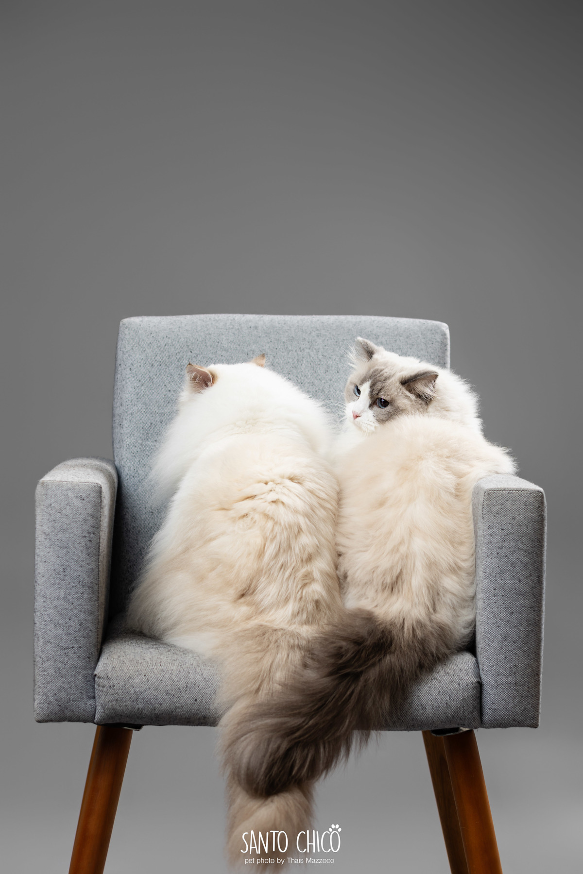 familia com pet, gatos, ragdoll, felinos, ensaio pet, estudio pet, campinas, thais mazzoco