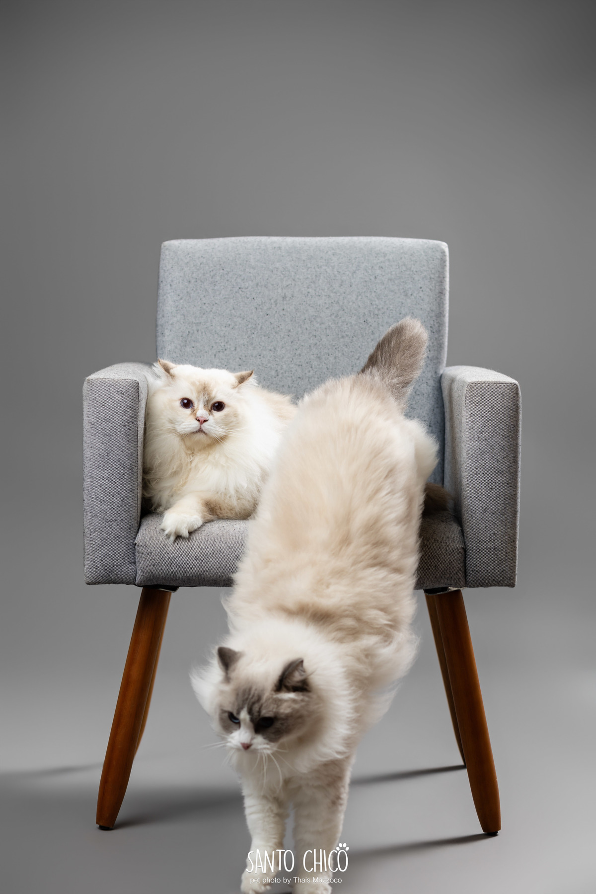 vfamilia com pet, gatos, ragdoll, felinos, ensaio pet, estudio pet, campinas, thais mazzoco