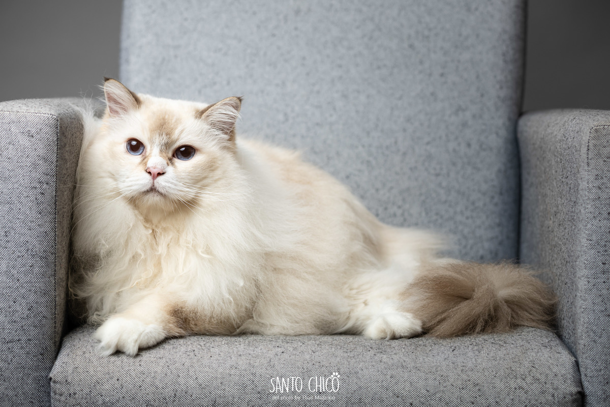 familia com pet, gatos, ragdoll, felinos, ensaio pet, estudio pet, campinas, thais mazzoco