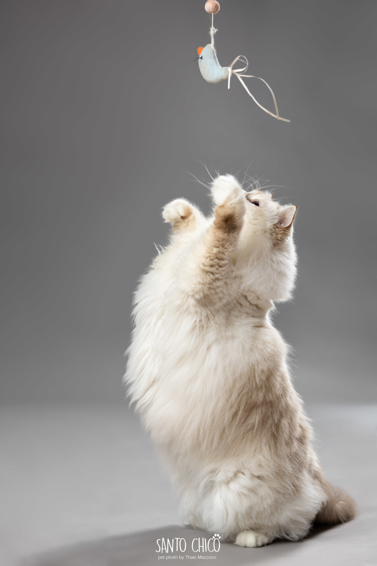 familia com pet, gatos, ragdoll, felinos, ensaio pet, estudio pet, campinas, thais mazzoco