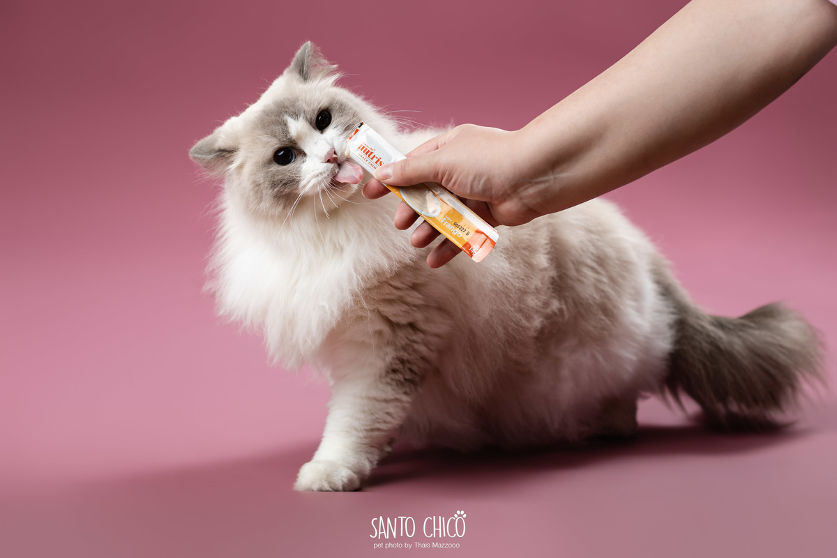 familia com pet, gatos, ragdoll, felinos, ensaio pet, estudio pet, campinas, thais mazzoco
