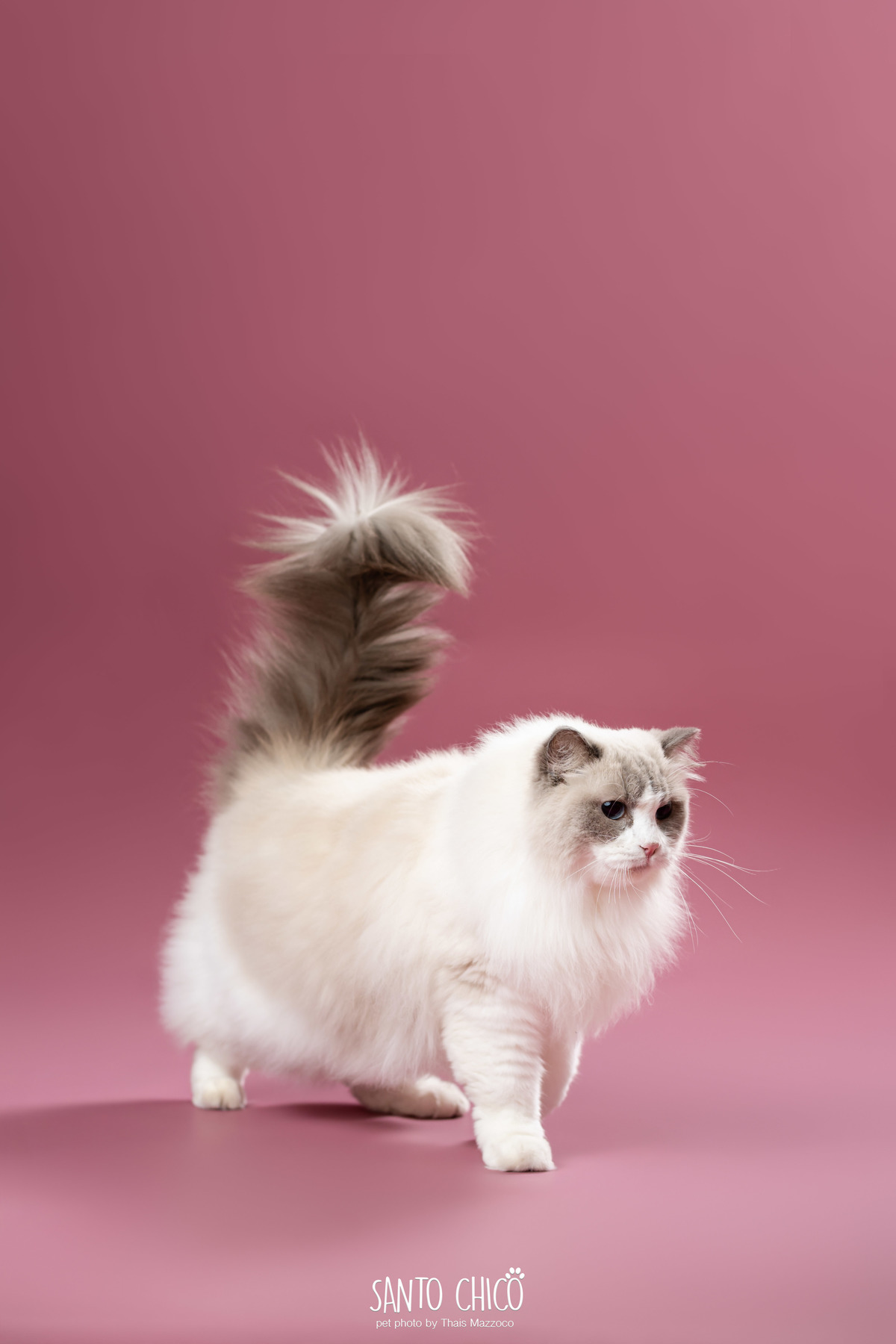 familia com pet, gatos, ragdoll, felinos, ensaio pet, estudio pet, campinas, thais mazzoco