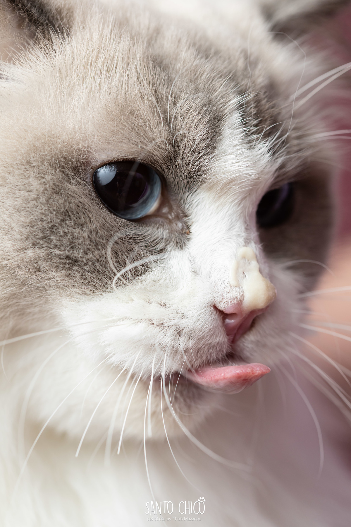 familia com pet, gatos, ragdoll, felinos, ensaio pet, estudio pet, campinas, thais mazzoco