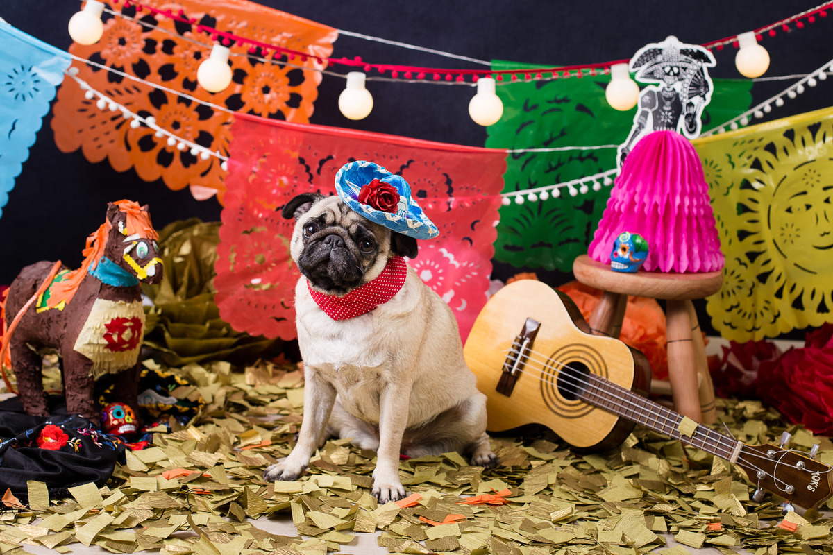 ensaio pet fotografia pet mexico disney pixar coco via a vida é uma festa halloween dia de los muertos finados pandora pug princess pug