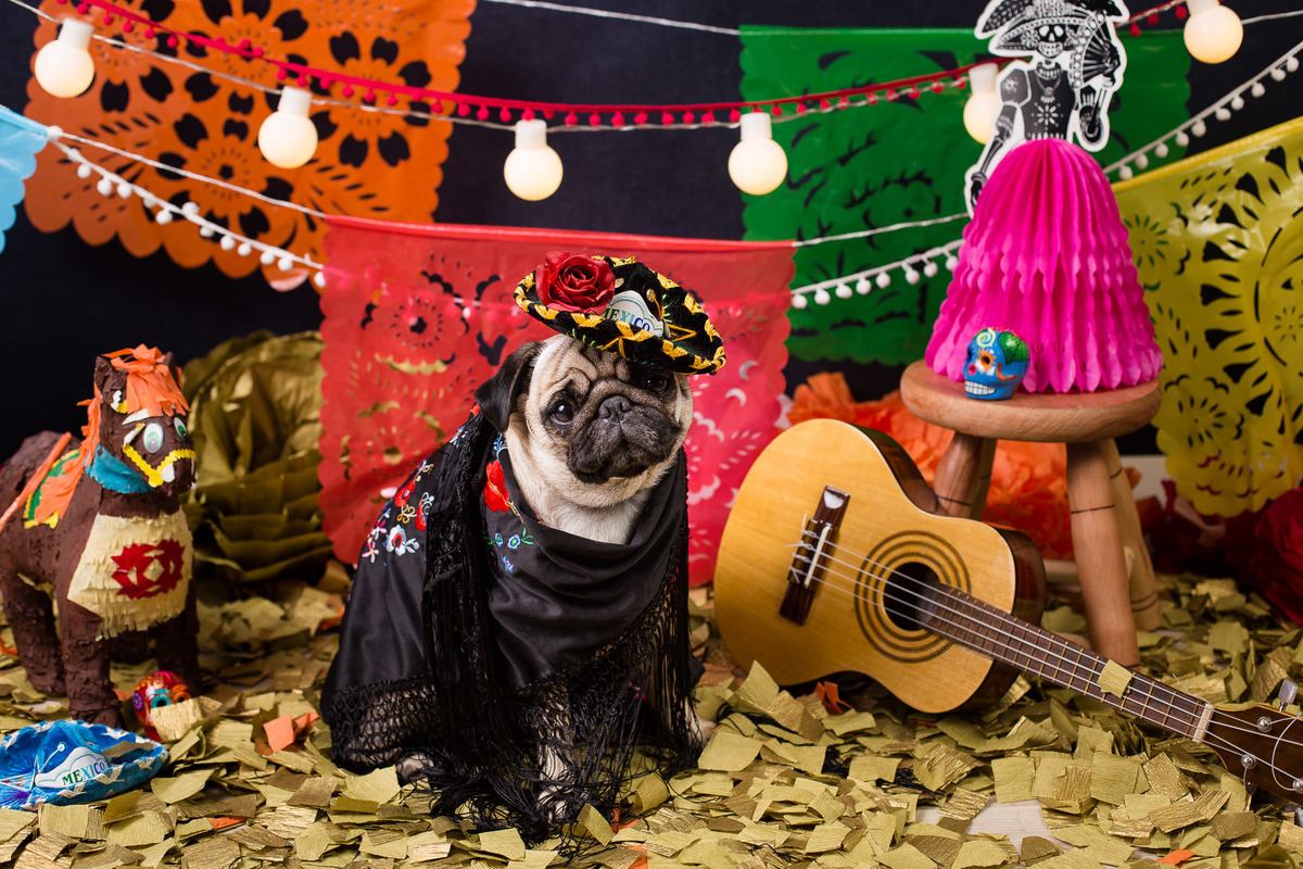 ensaio pet fotografia pet mexico disney pixar coco via a vida é uma festa halloween dia de los muertos finados pandora pug princess pug