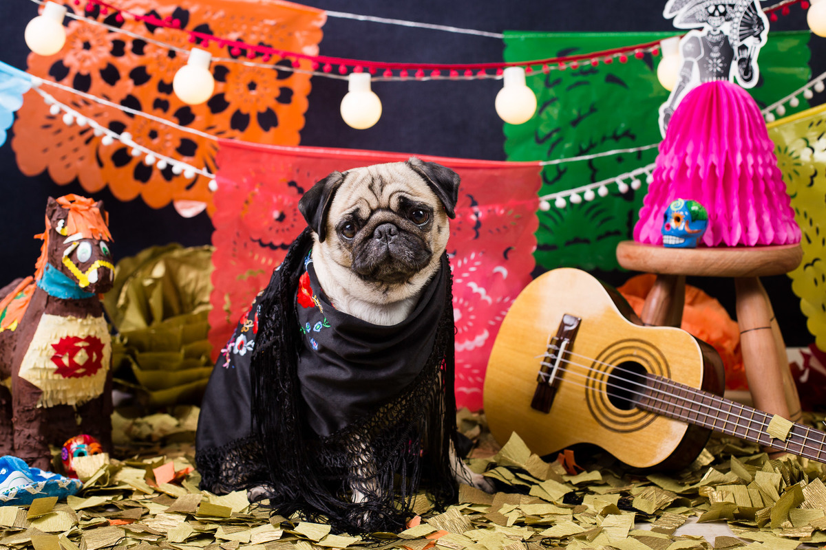 ensaio pet fotografia pet mexico disney pixar coco via a vida é uma festa halloween dia de los muertos finados pandora pug princess pug