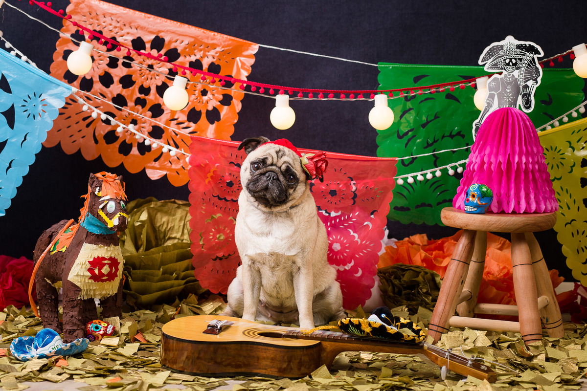 ensaio pet fotografia pet mexico disney pixar coco via a vida é uma festa halloween dia de los muertos finados pandora pug princess pug