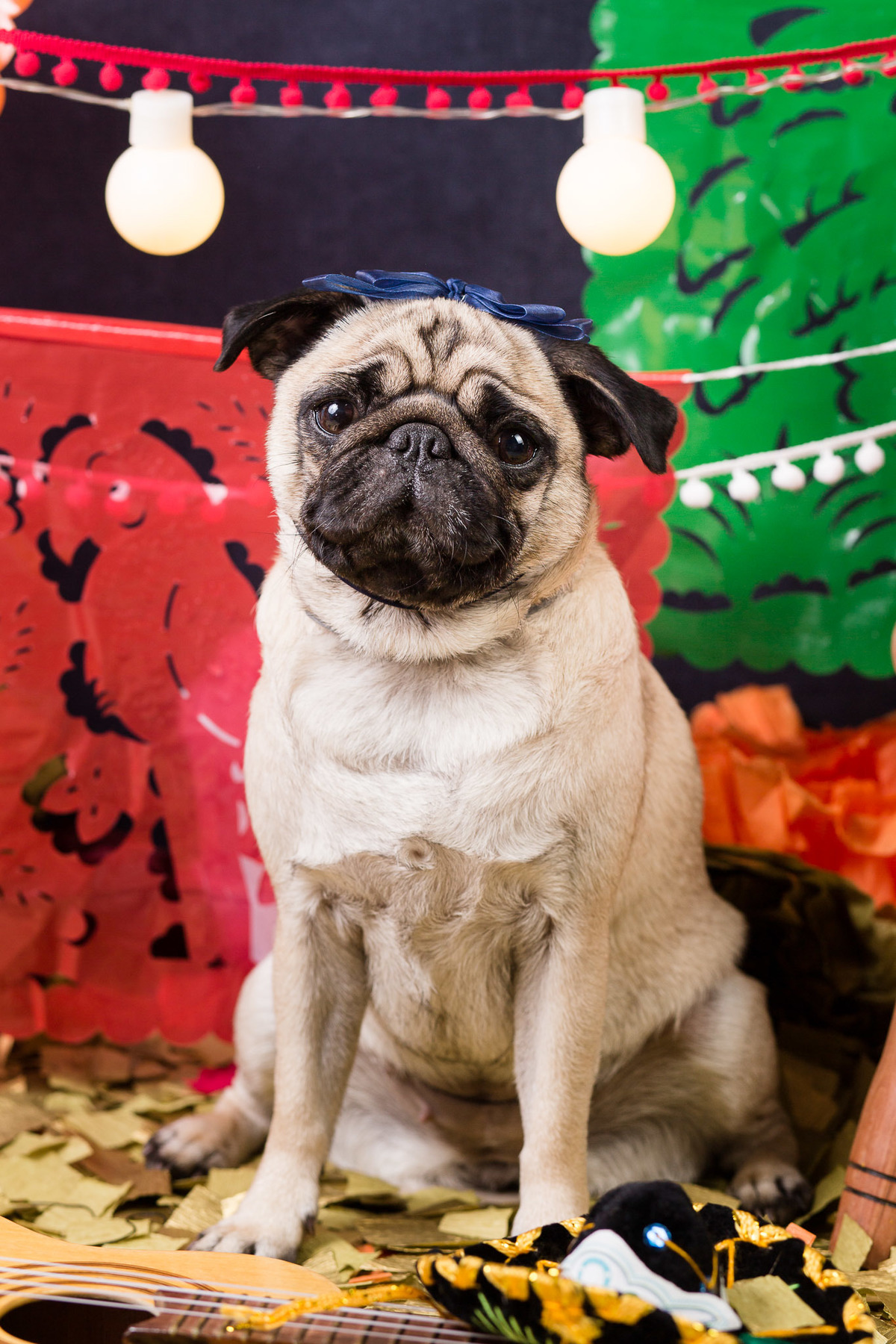 ensaio pet fotografia pet mexico disney pixar coco via a vida é uma festa halloween dia de los muertos finados pandora pug princess pug