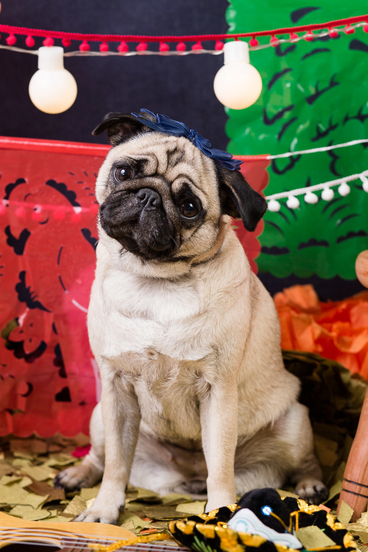 ensaio pet fotografia pet mexico disney pixar coco via a vida é uma festa halloween dia de los muertos finados pandora pug princess pug