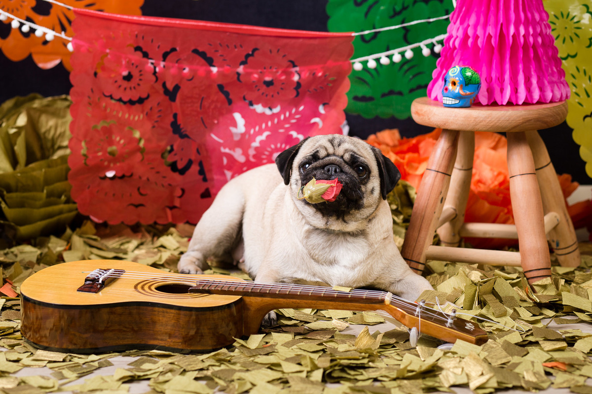 ensaio pet fotografia pet mexico disney pixar coco via a vida é uma festa halloween dia de los muertos finados pandora pug princess pug