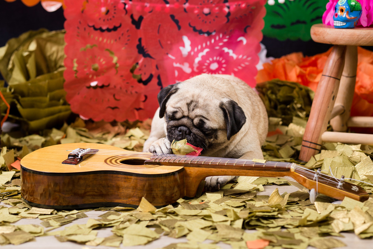 ensaio pet fotografia pet mexico disney pixar coco via a vida é uma festa halloween dia de los muertos finados pandora pug princess pug