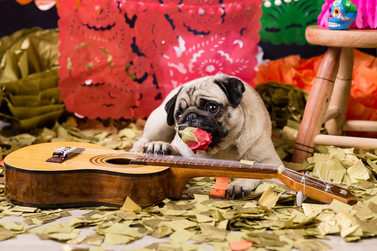 ensaio pet fotografia pet mexico disney pixar coco via a vida é uma festa halloween dia de los muertos finados pandora pug princess pug