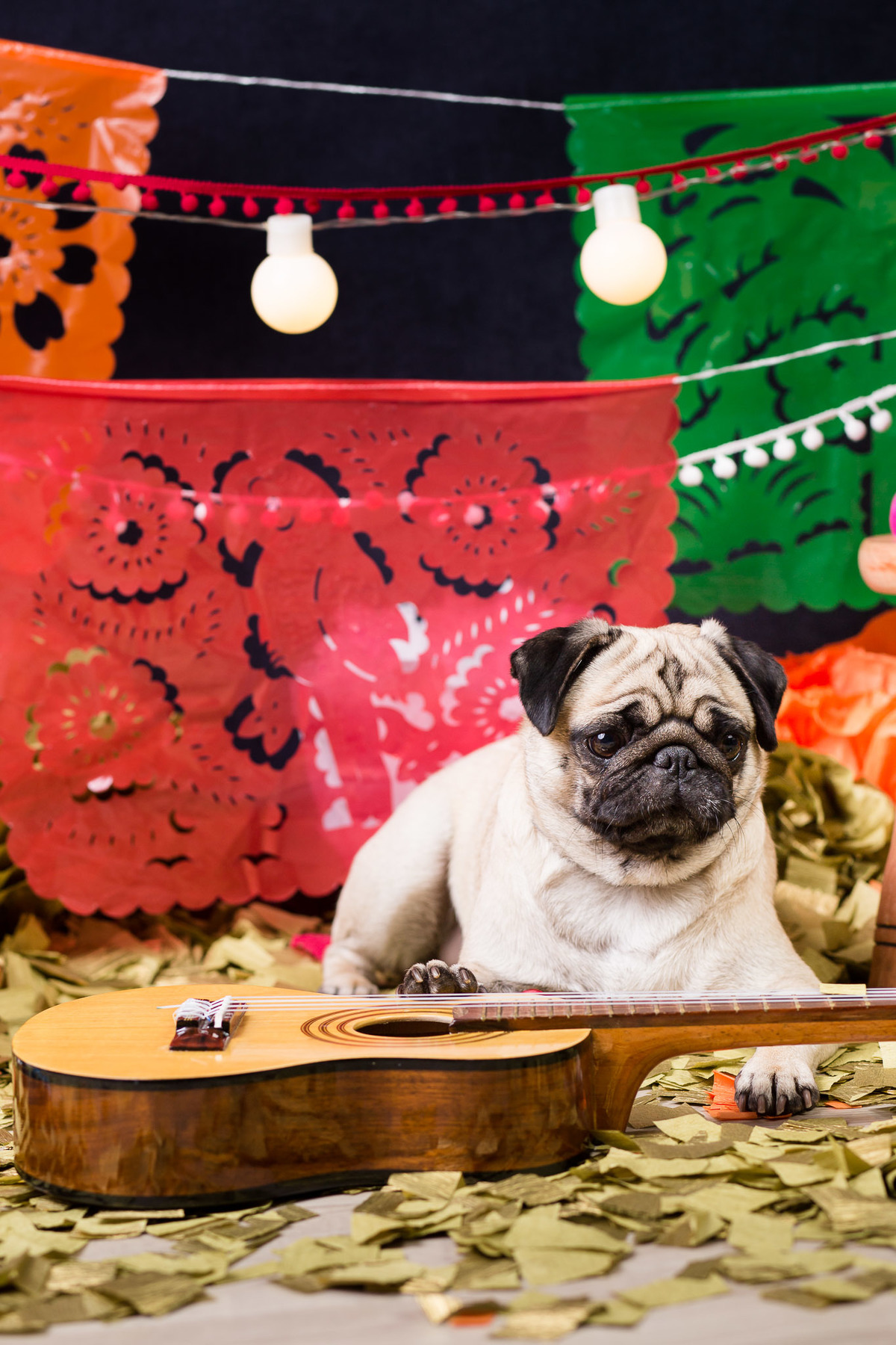 ensaio pet fotografia pet mexico disney pixar coco via a vida é uma festa halloween dia de los muertos finados pandora pug princess pug