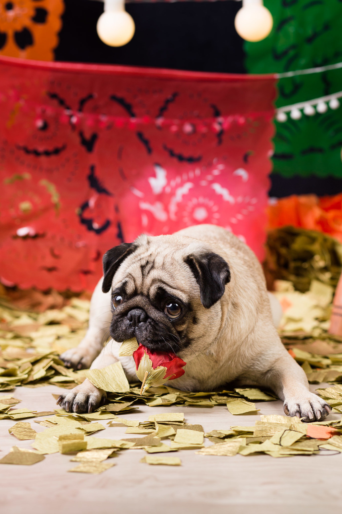 ensaio pet fotografia pet mexico disney pixar coco via a vida é uma festa halloween dia de los muertos finados pandora pug princess pug