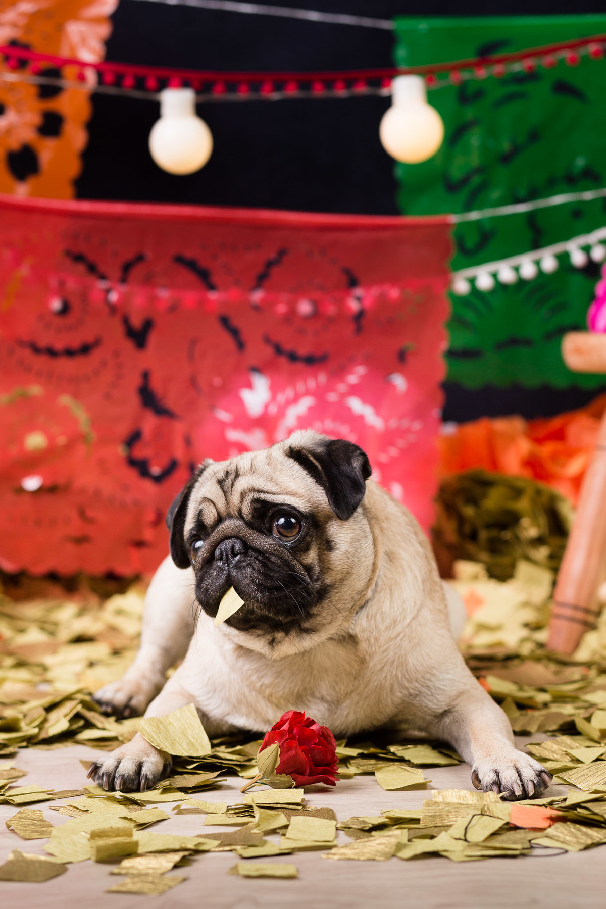 ensaio pet fotografia pet mexico disney pixar coco via a vida é uma festa halloween dia de los muertos finados pandora pug princess pug