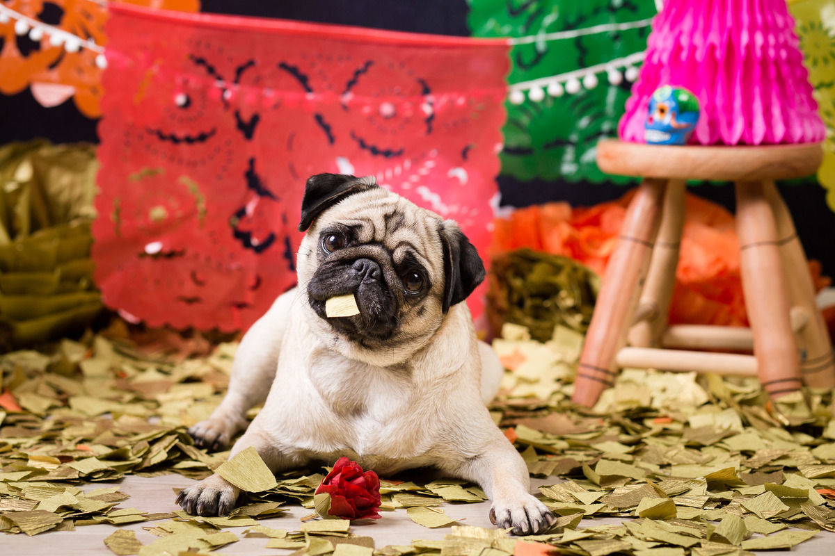 ensaio pet fotografia pet mexico disney pixar coco via a vida é uma festa halloween dia de los muertos finados pandora pug princess pug