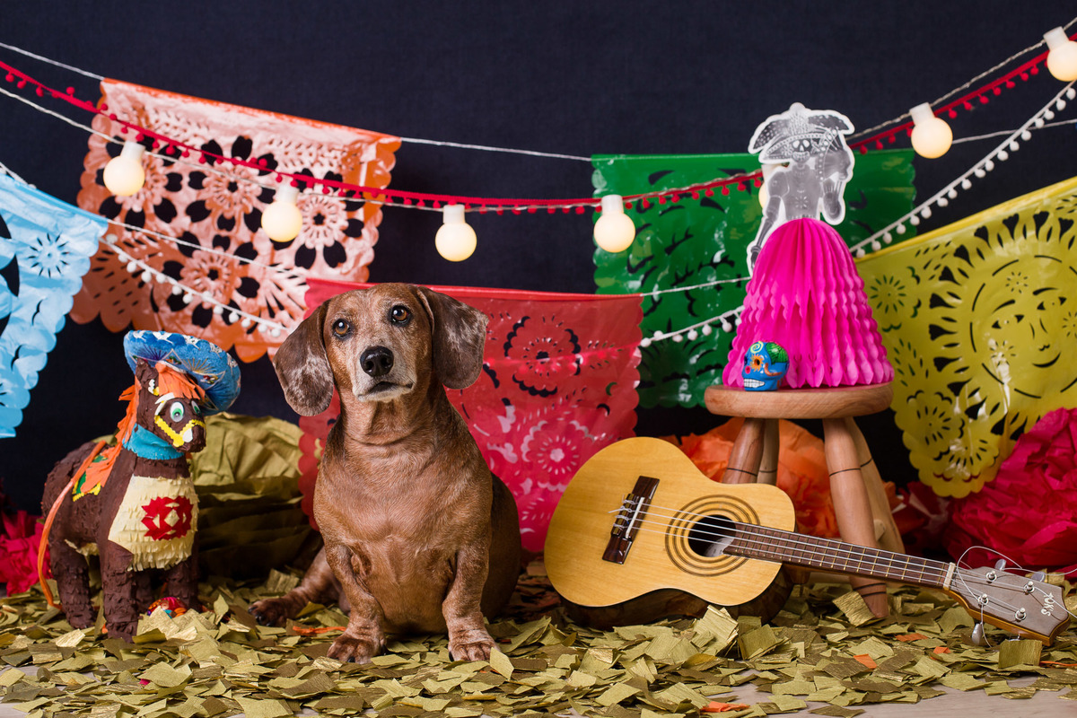 ensaio pet fotografia pet mexico disney ensaio pet fotografia pet mexico disney pixar coco via a vida é uma festa halloween dia de los muertos finados ozzy salsicha dachshund