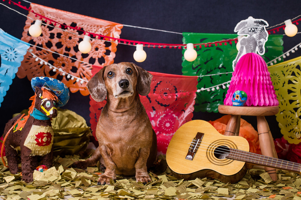 ensaio pet fotografia pet mexico disney ensaio pet fotografia pet mexico disney pixar coco via a vida é uma festa halloween dia de los muertos finados ozzy salsicha dachshund