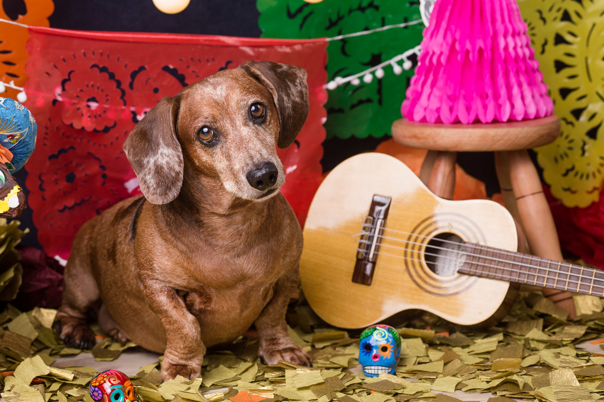 ensaio pet fotografia pet mexico disney ensaio pet fotografia pet mexico disney pixar coco via a vida é uma festa halloween dia de los muertos finados ozzy salsicha dachshund