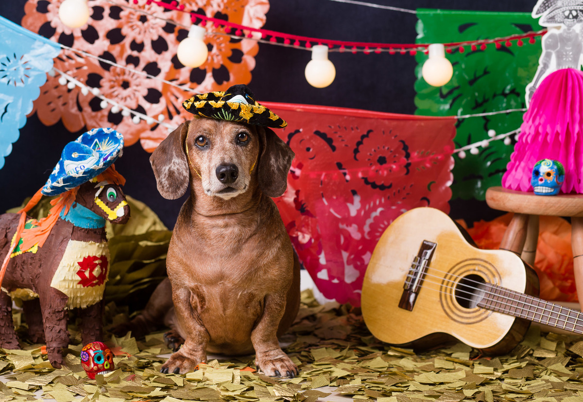 ensaio pet fotografia pet mexico disney pixar coco via a vida é uma festa halloween dia de los muertos finados ozzy salsicha dachshund