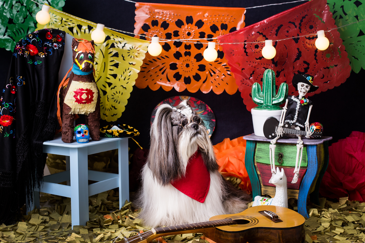 ensaio pet fotografia pet mexico disney pixar coco via a vida é uma festa halloween dia de los muertos finados buddy toledo shitzu