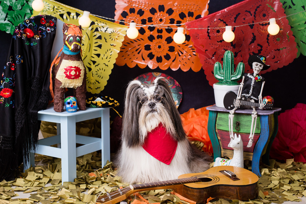 ensaio pet fotografia pet mexico disney pixar coco via a vida é uma festa halloween dia de los muertos finados buddy toledo shitzu