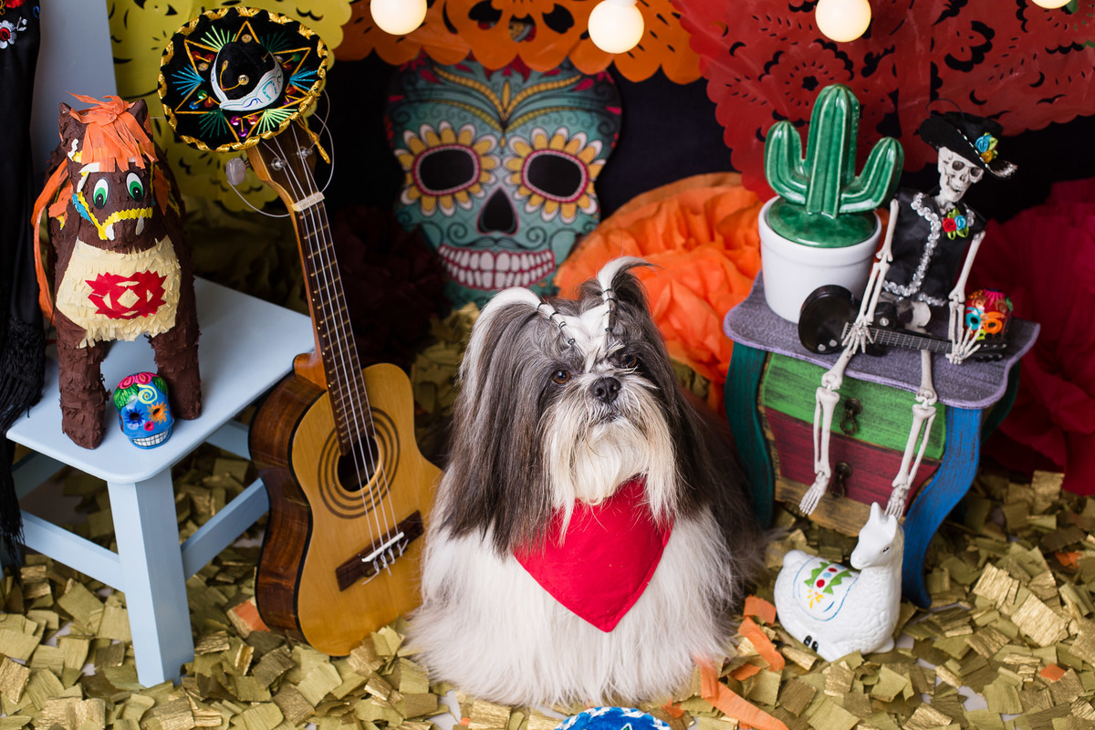 ensaio pet fotografia pet mexico disney pixar coco via a vida é uma festa halloween dia de los muertos finados buddy toledo shitzu