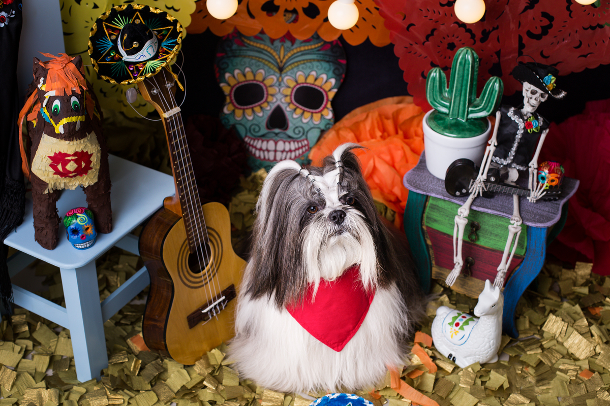 ensaio pet fotografia pet mexico disney pixar coco via a vida é uma festa halloween dia de los muertos finados buddy toledo shitzu