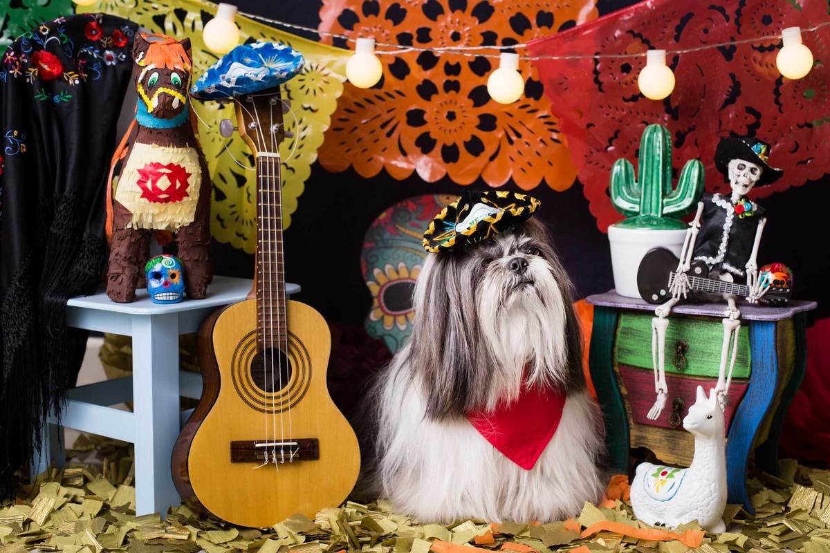 ensaio pet fotografia pet mexico disney pixar coco via a vida é uma festa halloween dia de los muertos finados buddy toledo shitzu