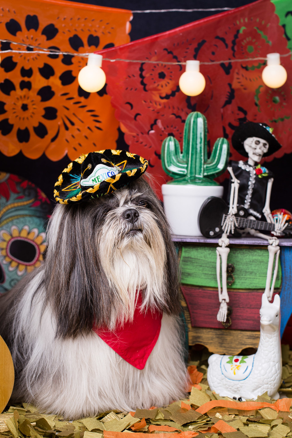 ensaio pet fotografia pet mexico disney pixar coco via a vida é uma festa halloween dia de los muertos finados buddy toledo shitzu