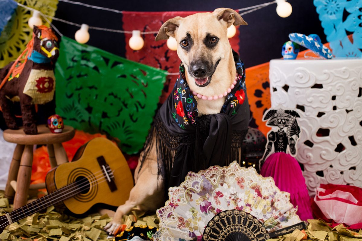 ensaio pet fotografia pet mexico disney pixar coco via a vida é uma festa halloween dia de los muertos finados 
 pixar coco via a vida é uma festa halloween dia de los muertos finados sofia a caramelinda vira lata