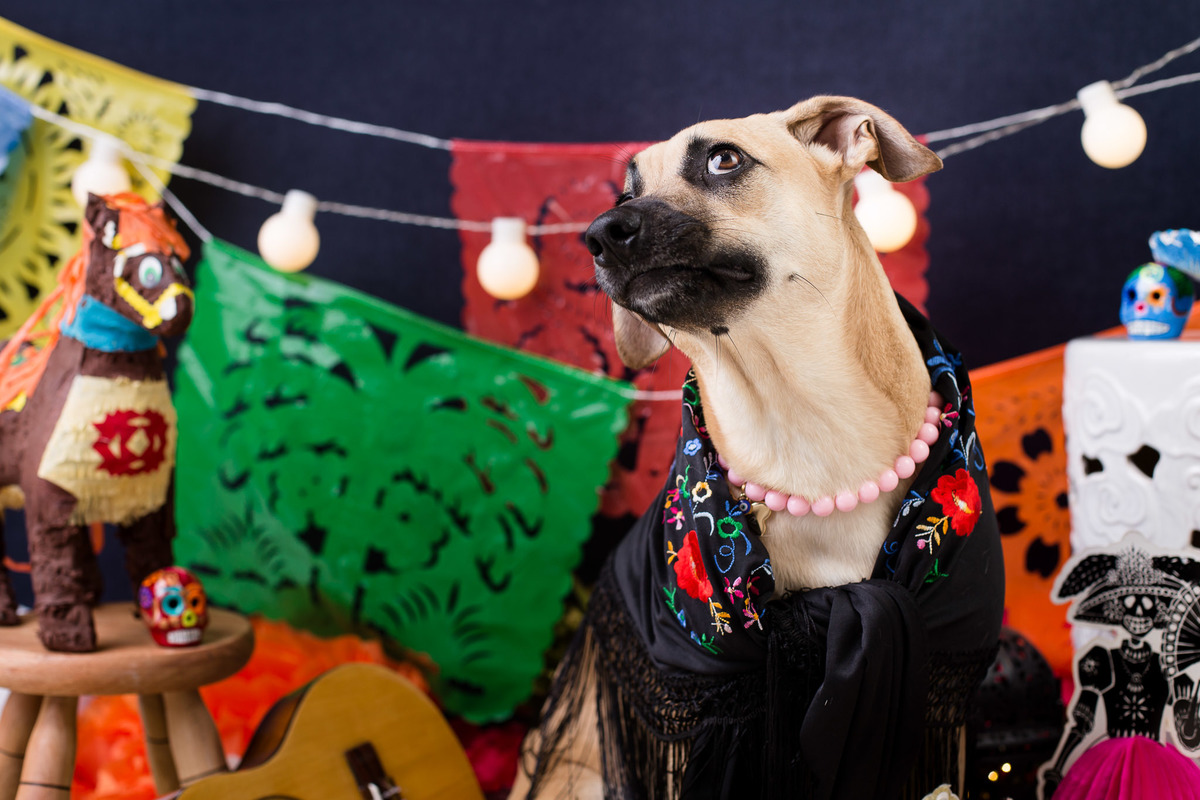 ensaio pet fotografia pet mexico disney pixar coco via a vida é uma festa hpixar coco via a vida é uma festa halloween dia de los muertos finados sofia a caramelinda vira lata