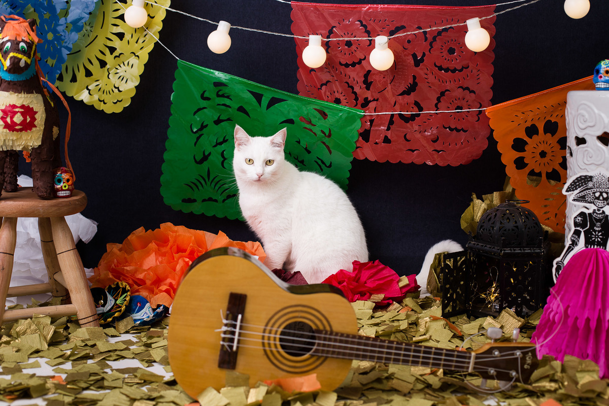 ensaio pet fotografia pet mexico disney pixar coco via a vida é uma festa halloween dia de los muertos finados sofia caramelinda viralata