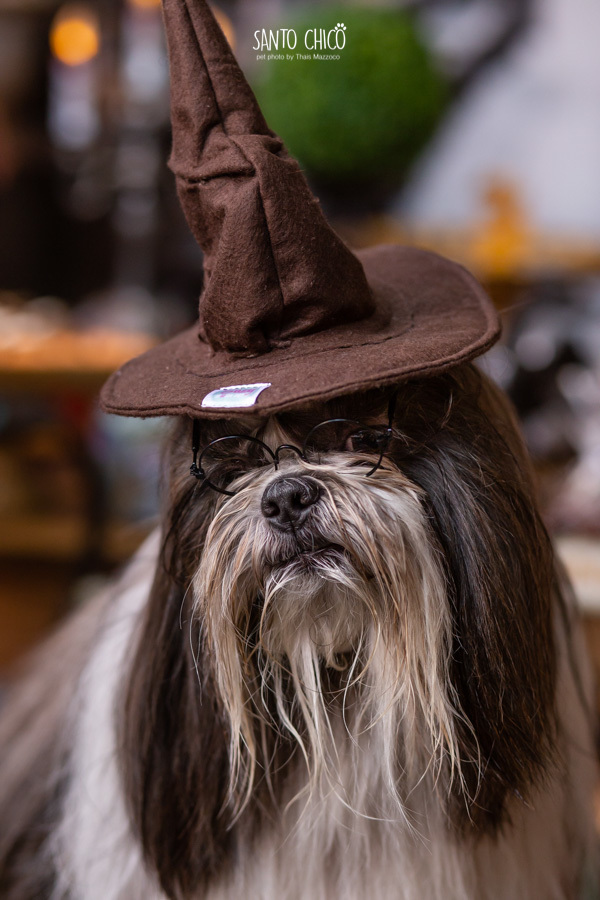 aniversario pet buddy toledo harry potter o caldeirao de mel limeira fotografia pet dia das bruxas halloween
