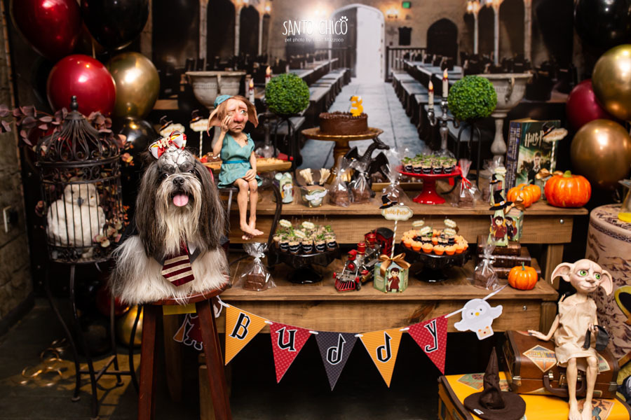aniversario pet buddy toledo harry potter o caldeirao de mel limeira fotografia pet dia das bruxas halloween