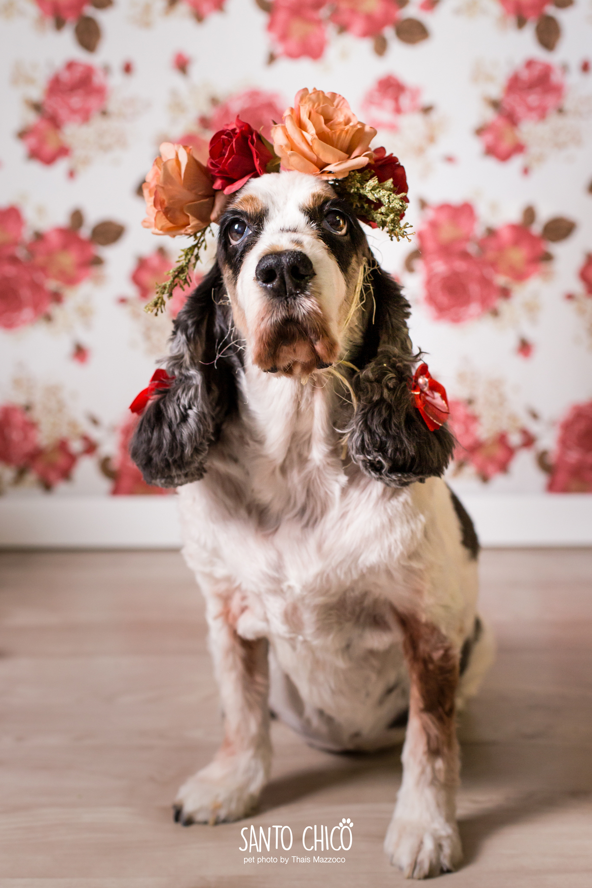 presente fotografia pet dia das mães cachorro estúdio pet gato filhote mãe fotografo pet campinas cachorro gato canil gatil criador revista cães e cia estrelas animais adestrador ensaio fotografico pet book pet estúdio pet santo chico fotografia pet