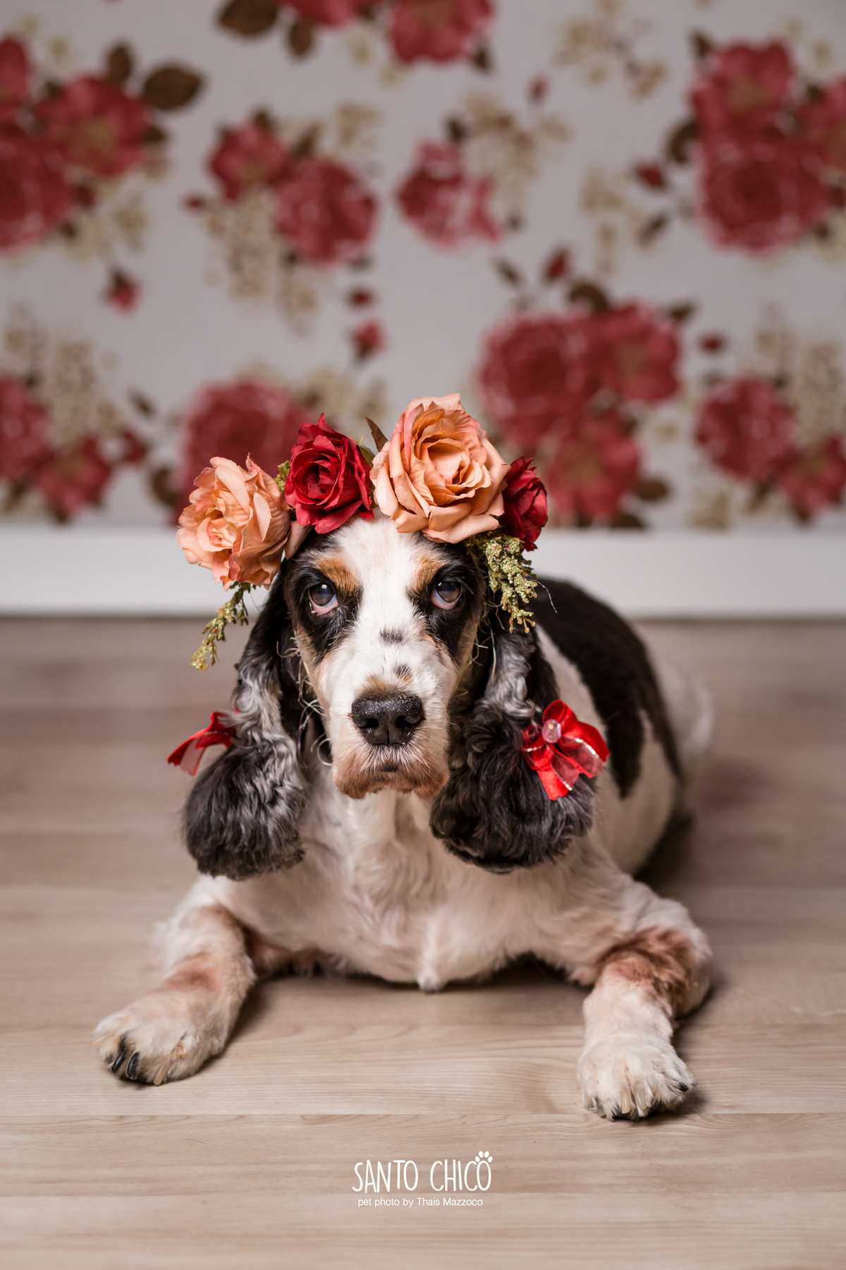 presente fotografia pet dia das mães cachorro estúdio pet gato filhote mãe fotografo pet campinas cachorro gato canil gatil criador revista cães e cia estrelas animais adestrador ensaio fotografico pet book pet estúdio pet santo chico fotografia pet