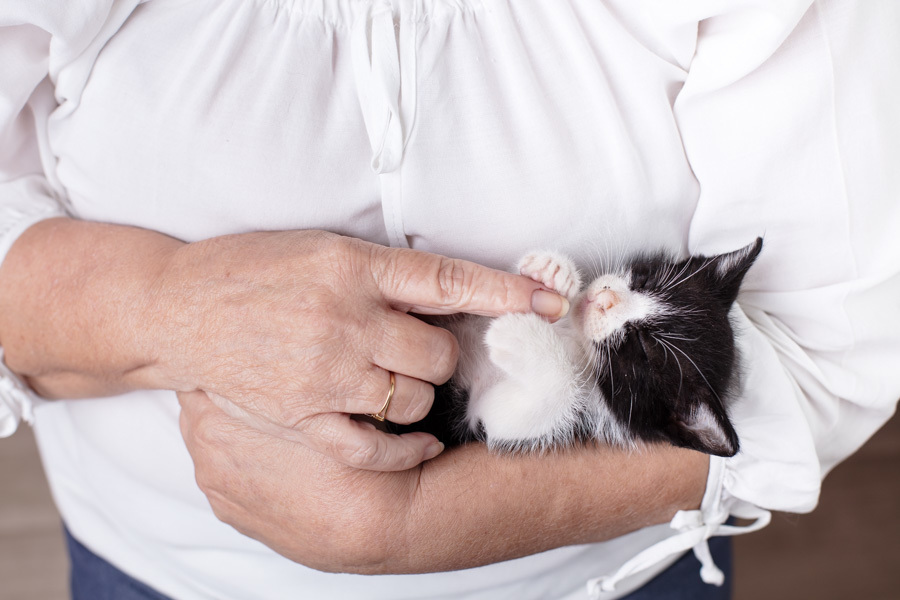 presente fotografia pet dia das mães cachorro estúdio pet gato filhote mãe fotografo pet campinas cachorro gato canil gatil criador revista cães e cia estrelas animais adestrador ensaio fotografico pet book pet estúdio pet santo chico fotografia pet