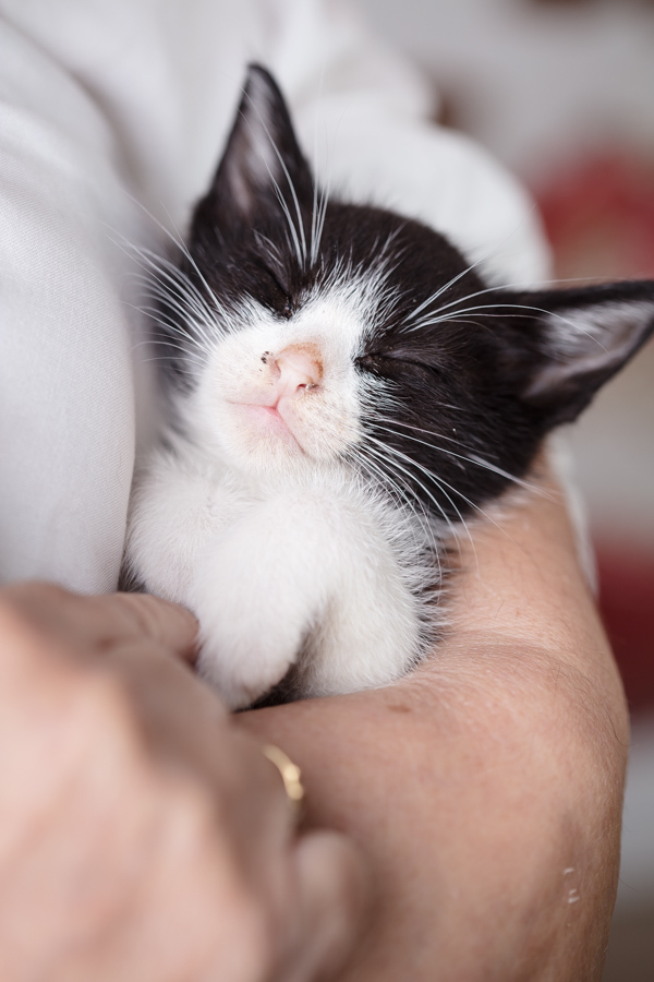 presente fotografia pet dia das mães cachorro estúdio pet gato filhote mãe fotografo pet campinas cachorro gato canil gatil criador revista cães e cia estrelas animais adestrador ensaio fotografico pet book pet estúdio pet santo chico fotografia pet