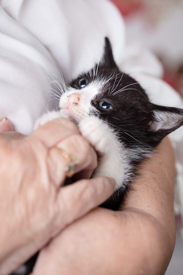presente fotografia pet dia das mães cachorro estúdio pet gato filhote mãe fotografo pet campinas cachorro gato canil gatil criador revista cães e cia estrelas animais adestrador ensaio fotografico pet book pet estúdio pet santo chico fotografia pet