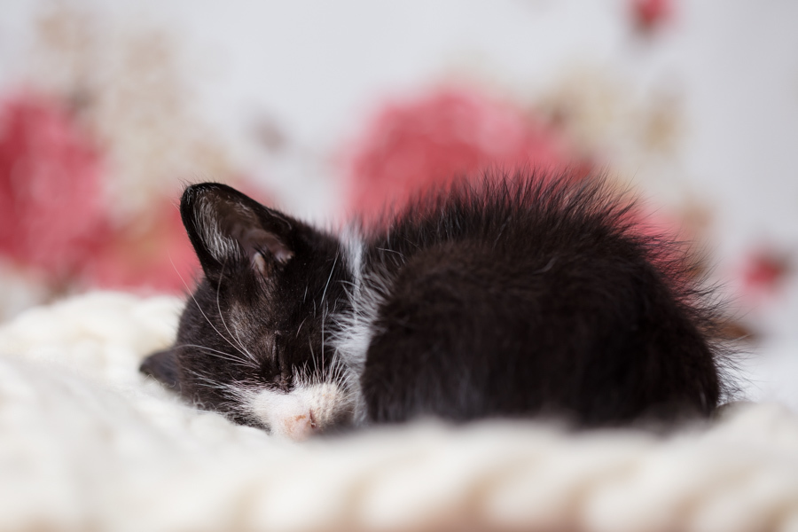 presente fotografia pet dia das mães cachorro estúdio pet gato filhote mãe fotografo pet campinas cachorro gato canil gatil criador revista cães e cia estrelas animais adestrador ensaio fotografico pet book pet estúdio pet santo chico fotografia pet