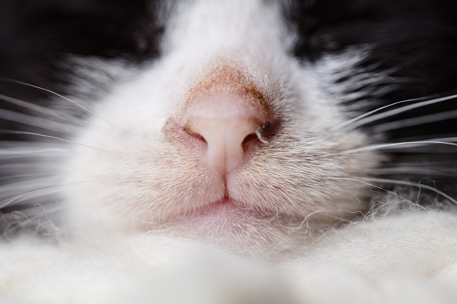 presente fotografia pet dia das mães cachorro estúdio pet gato filhote mãe fotografo pet campinas cachorro gato canil gatil criador revista cães e cia estrelas animais adestrador ensaio fotografico pet book pet estúdio pet santo chico fotografia pet