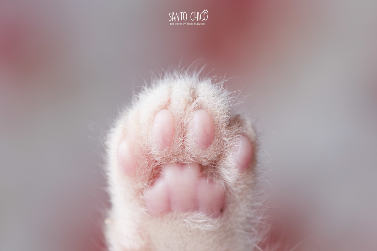 presente fotografia pet dia das mães cachorro estúdio pet gato filhote mãe fotografo pet campinas cachorro gato canil gatil criador revista cães e cia estrelas animais adestrador ensaio fotografico pet book pet estúdio pet santo chico fotografia pet