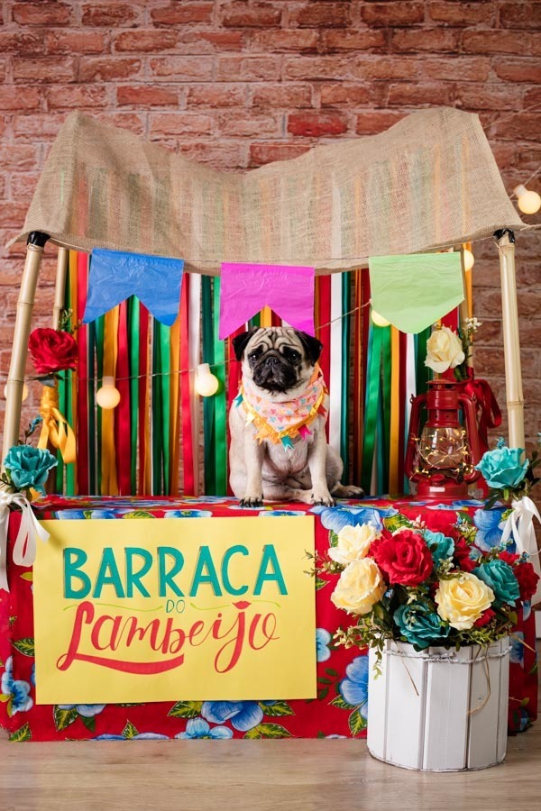 pandora pug ensaio fotografico pet sao joao santo chico fotografia pet estudio em campinas