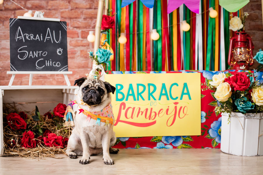 pandora pug ensaio fotografico pet festa junina santo chico fotografia pet estudio em campinas