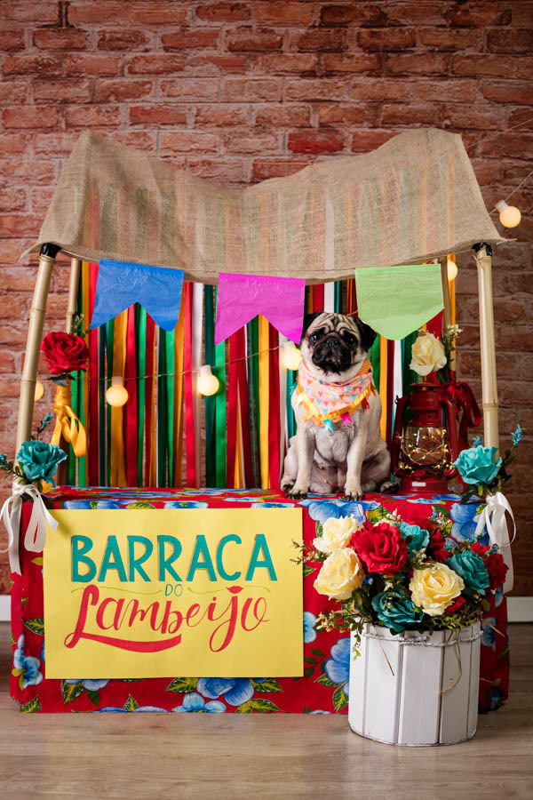 pandora pug ensaio fotografico pet festa junina santo chico fotografia pet estudio em campinas