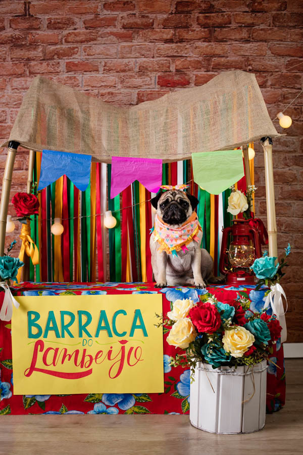 pandora pug ensaio fotografico pet festa junina santo chico fotografia pet estudio em campinas